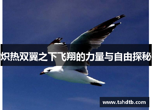 炽热双翼之下飞翔的力量与自由探秘